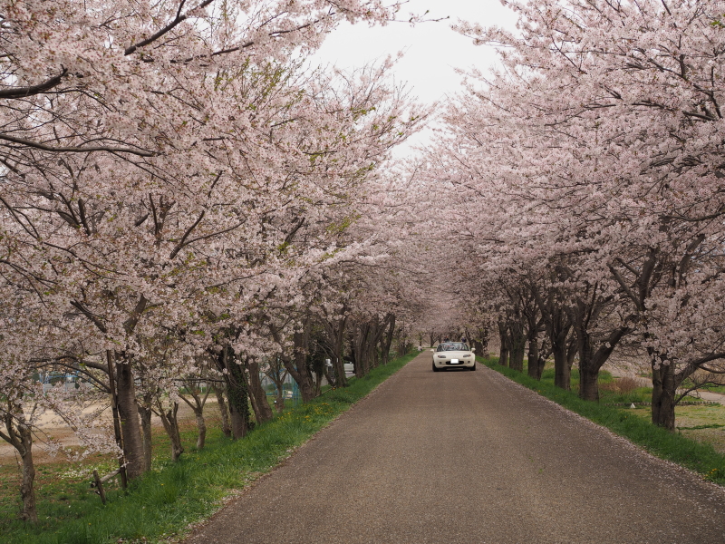 ロードスターで行く、琵琶湖の名所、海津大崎を桜ドライブ