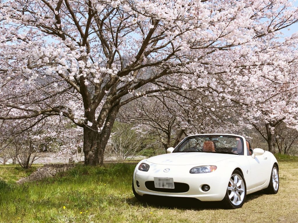 2019年の～桜を求めてドライブ！