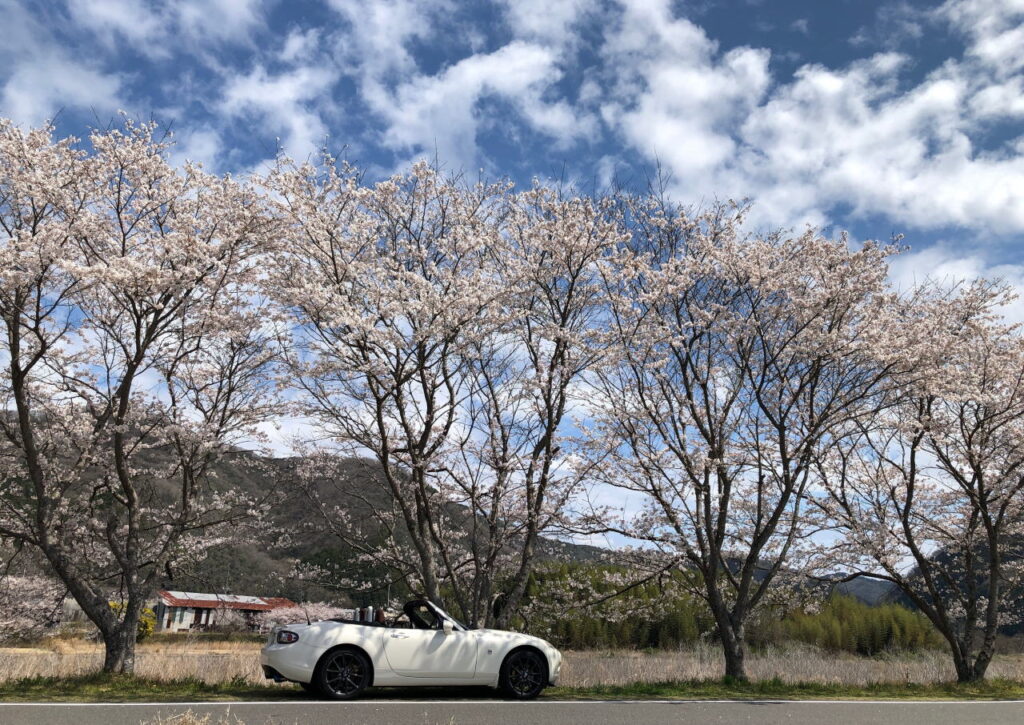 2022年の桜ドライブ